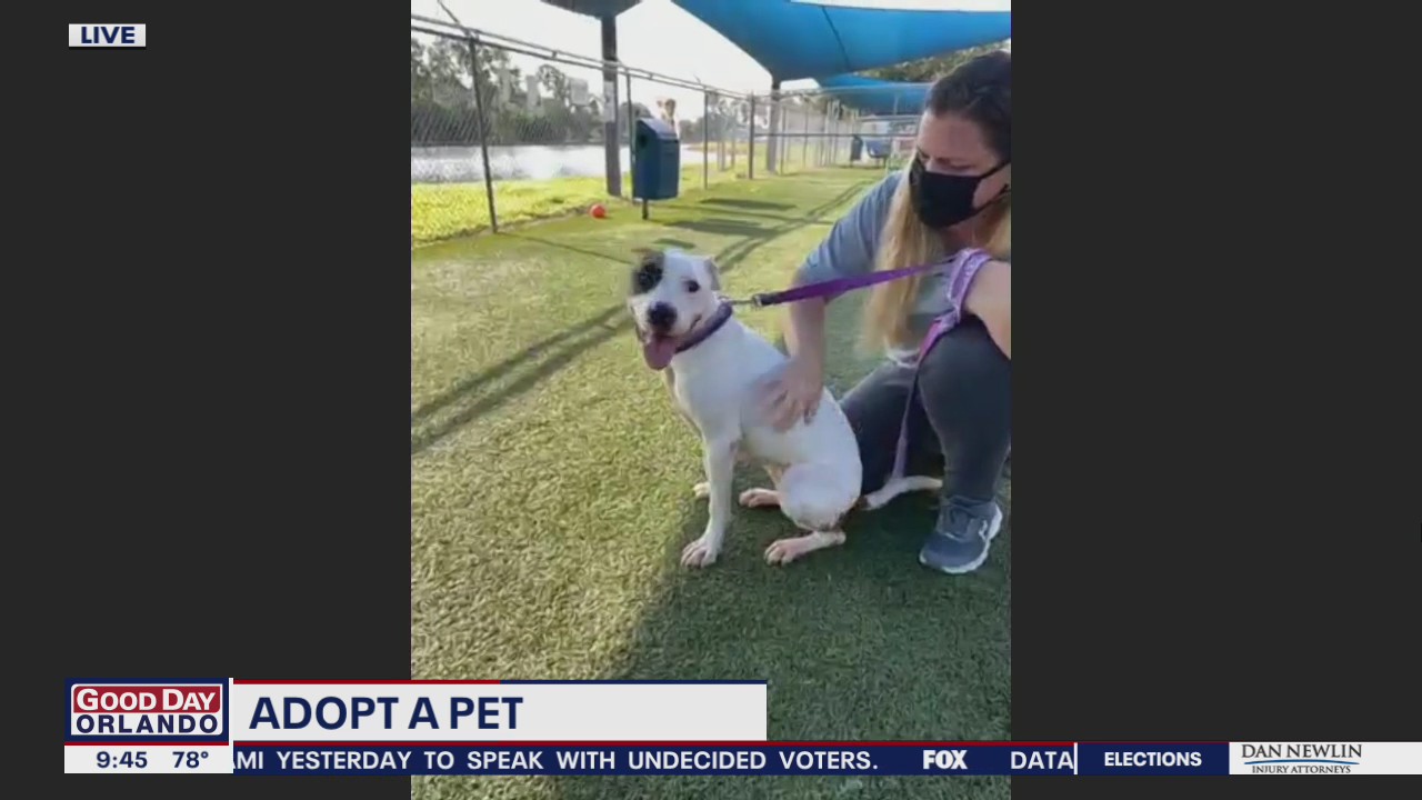 Adopt-A-Pet: Teagan