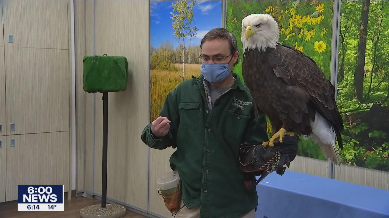 Bald eagle treated at U of M Raptor Center finds new home at zoo