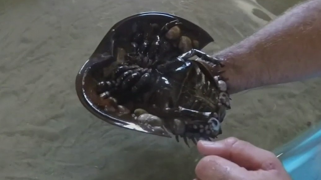 Horseshoe crabs and vaccines