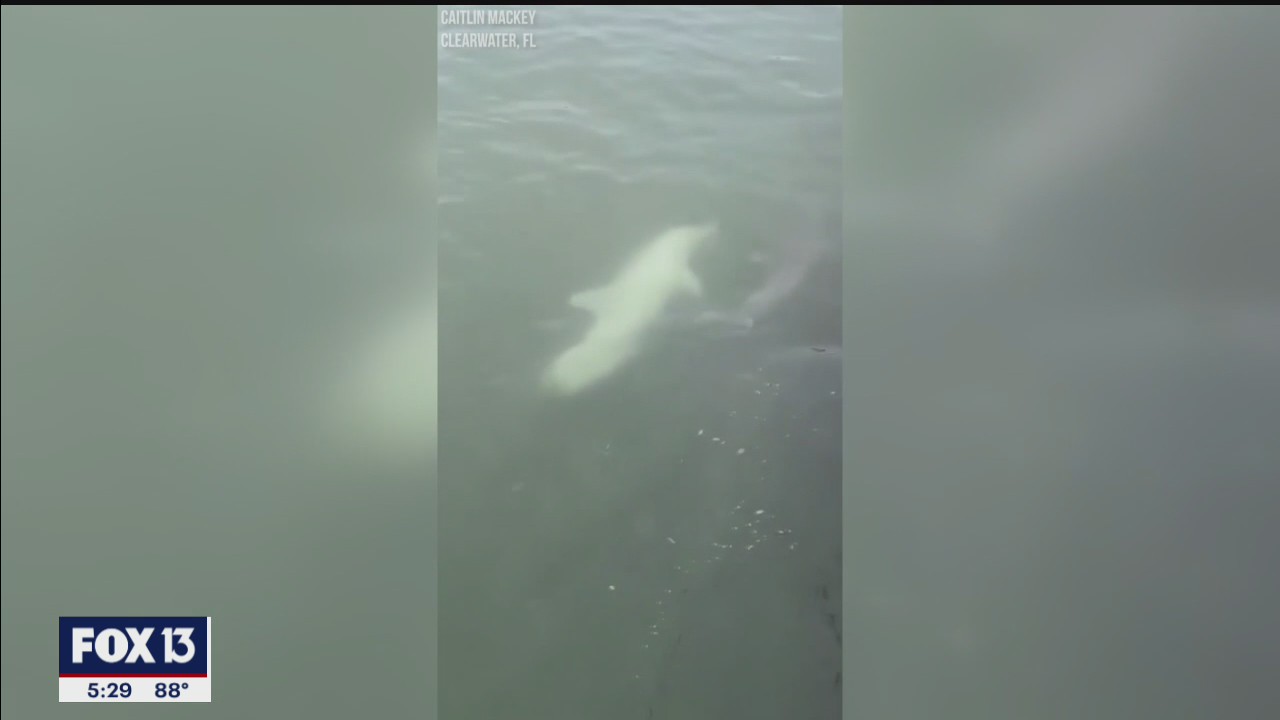 Rare white dolphin needs its space, Clearwater biologists warn