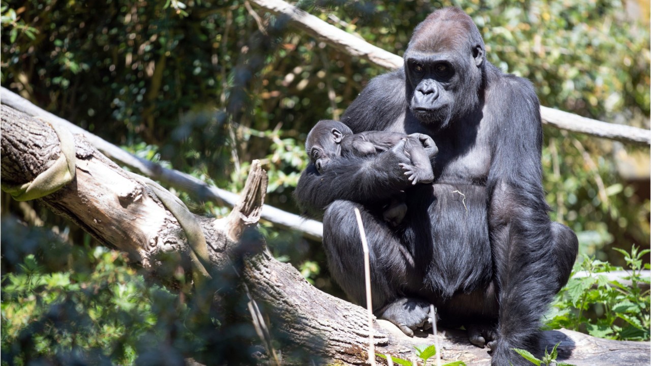 Baby gorilla named Kitoko suffers fractured skull in skirmish