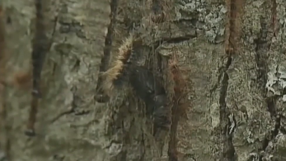 Gypsy moth name change