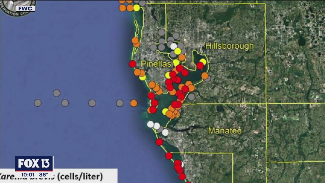 Red tide tracking data shows high levels across Tampa Bay
