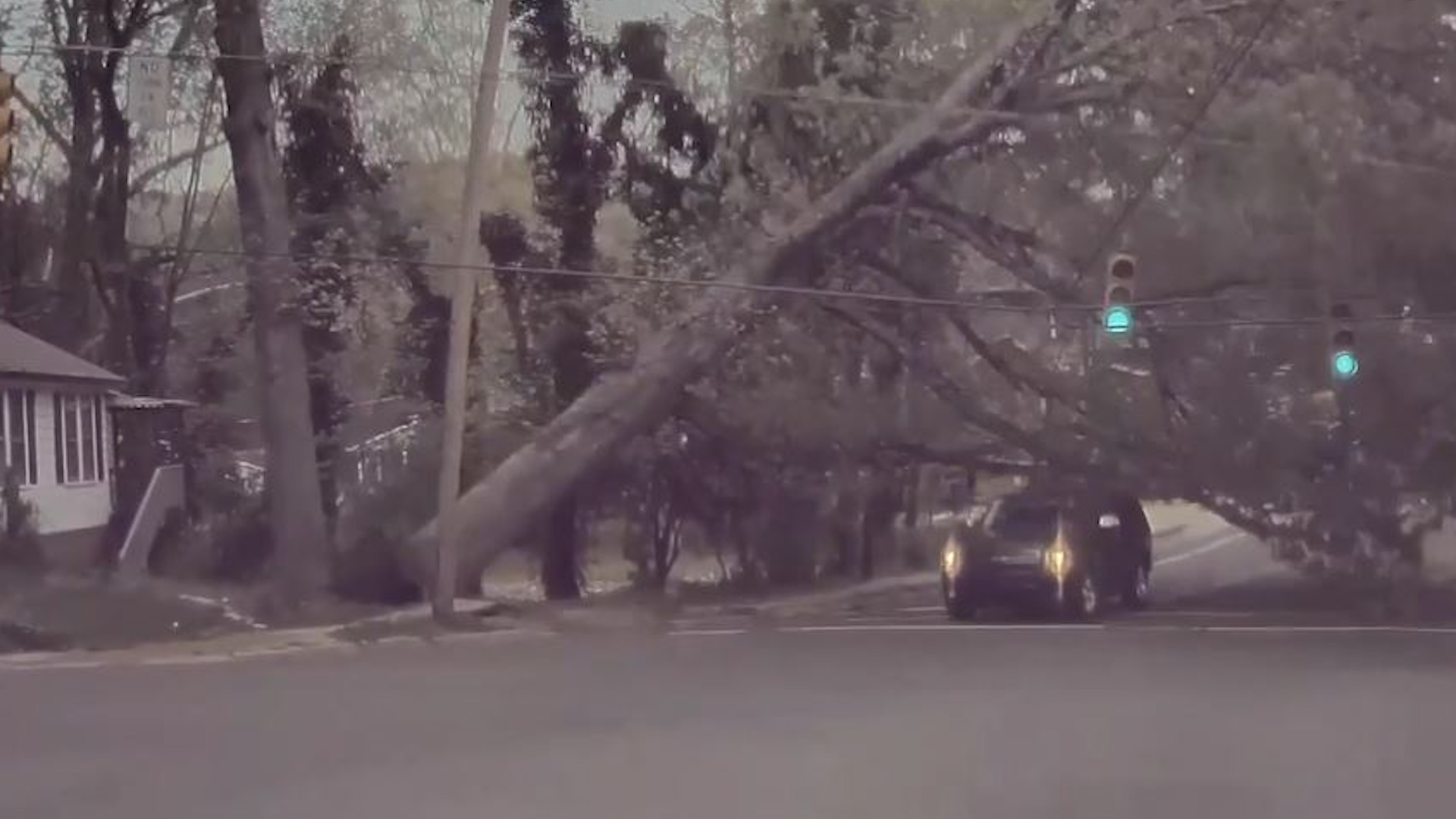 Falling tree narrowly misses passing SUV