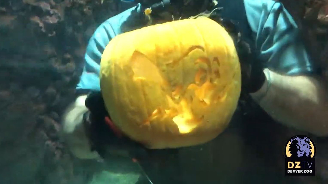 Denver Zoo divers treat fish to underwater pumpkin carving show