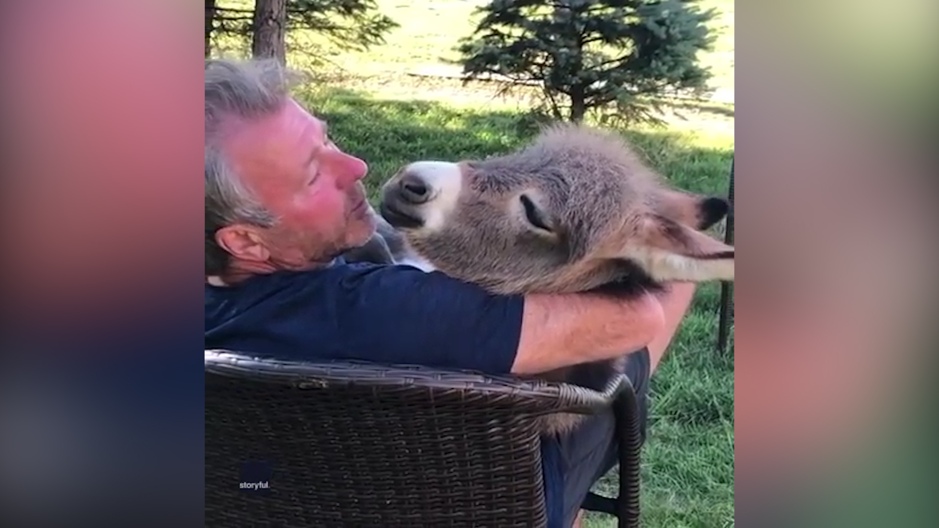 Ohio farmer serenades donkey foal