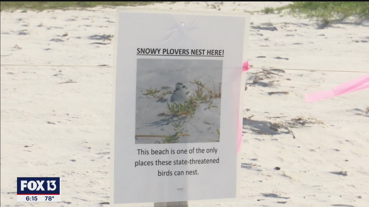 Rare Siesta Key nesting birds threatened by spring break crowds