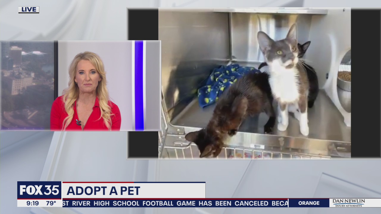 Adopt a pet: Cats up for adoption