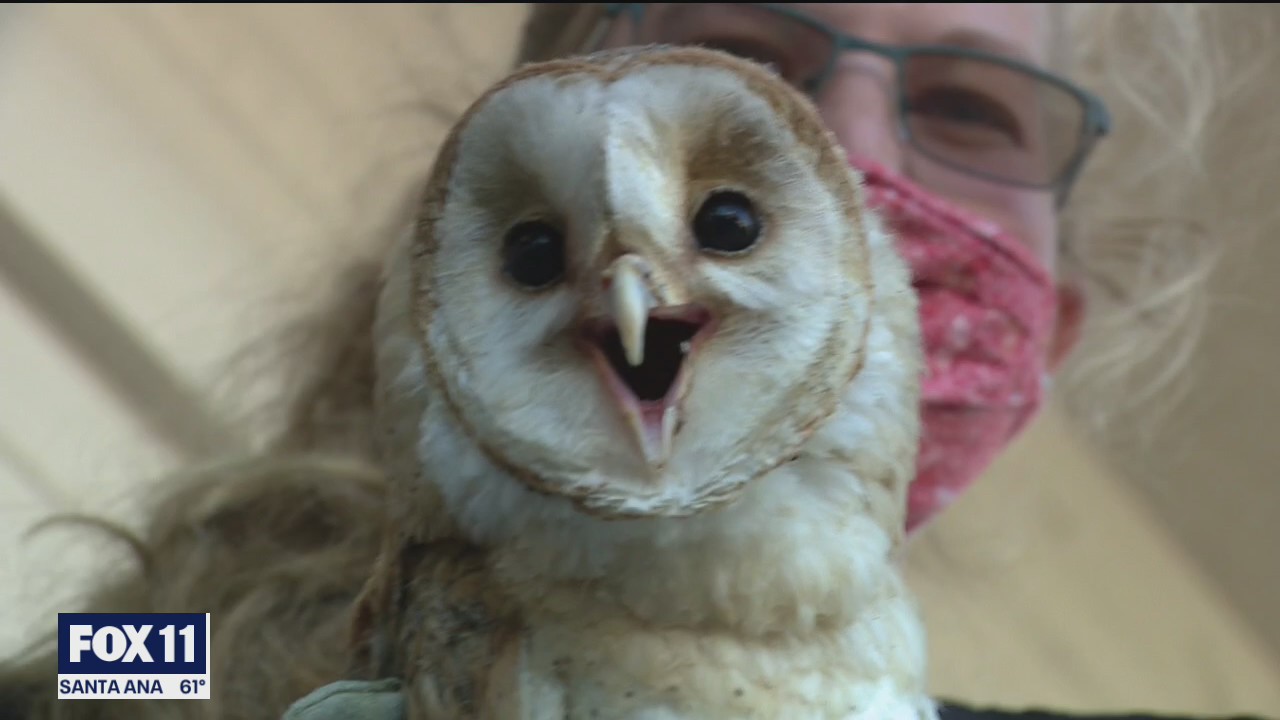 Rescued barn owl