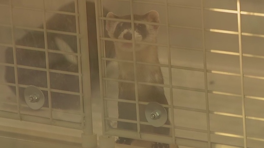 Phoenix Zoo needs help naming black-footed ferrets