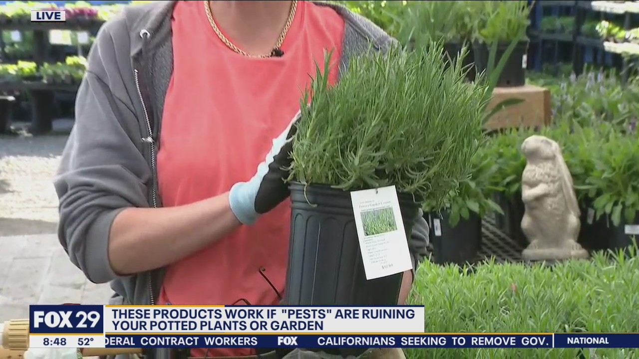 Ways to fend off pests that are ruining your potted plants or garden