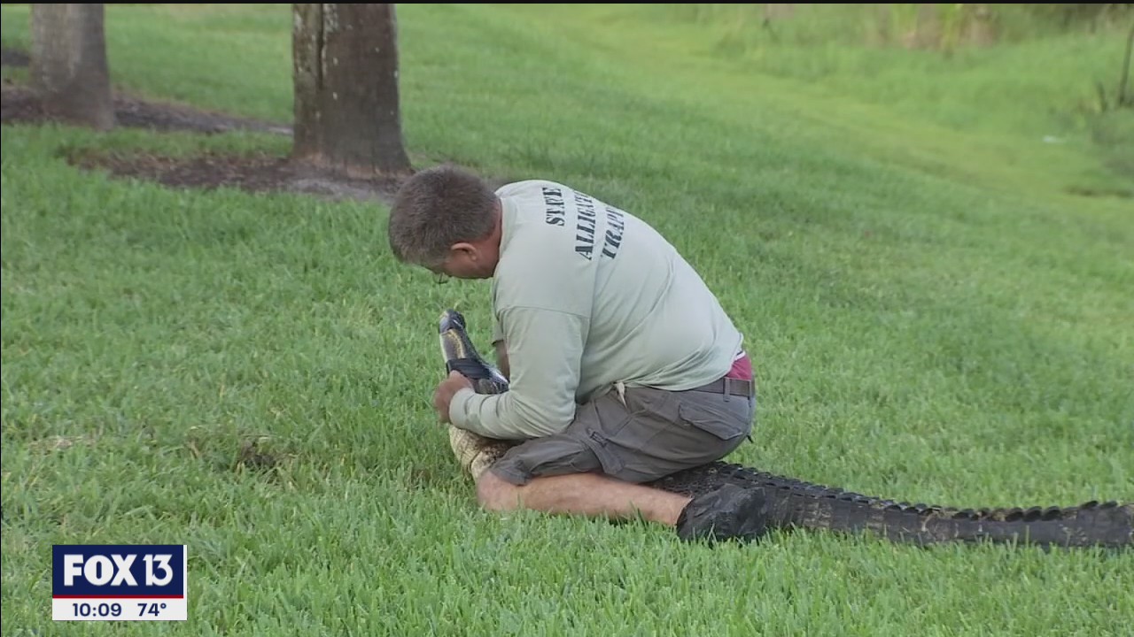 Witness says gator attack was 'traumatic'