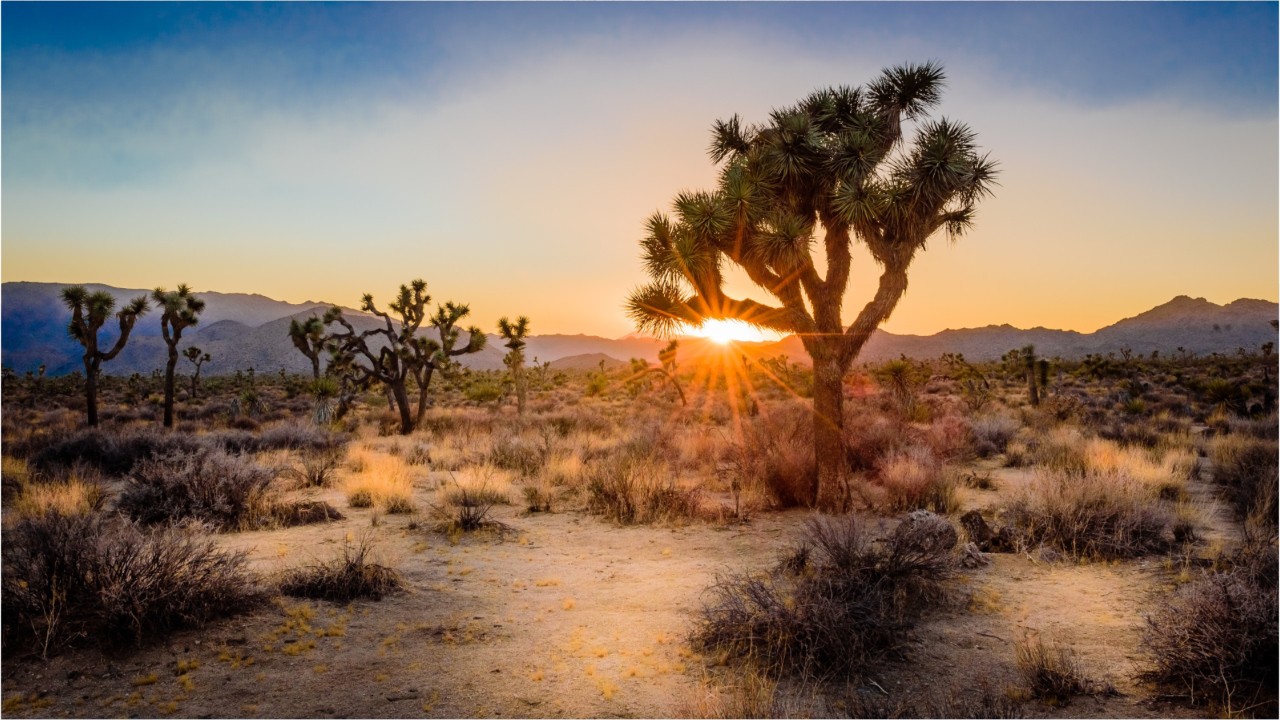 Company wants to pay someone to visit Joshua Tree without any technology