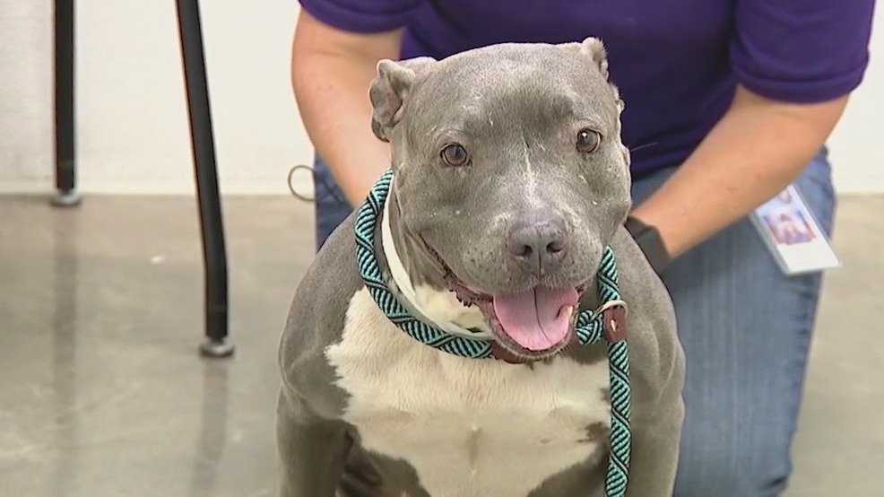 Maricopa County Animal Care and Control looking for homes for special, 3-legged dogs