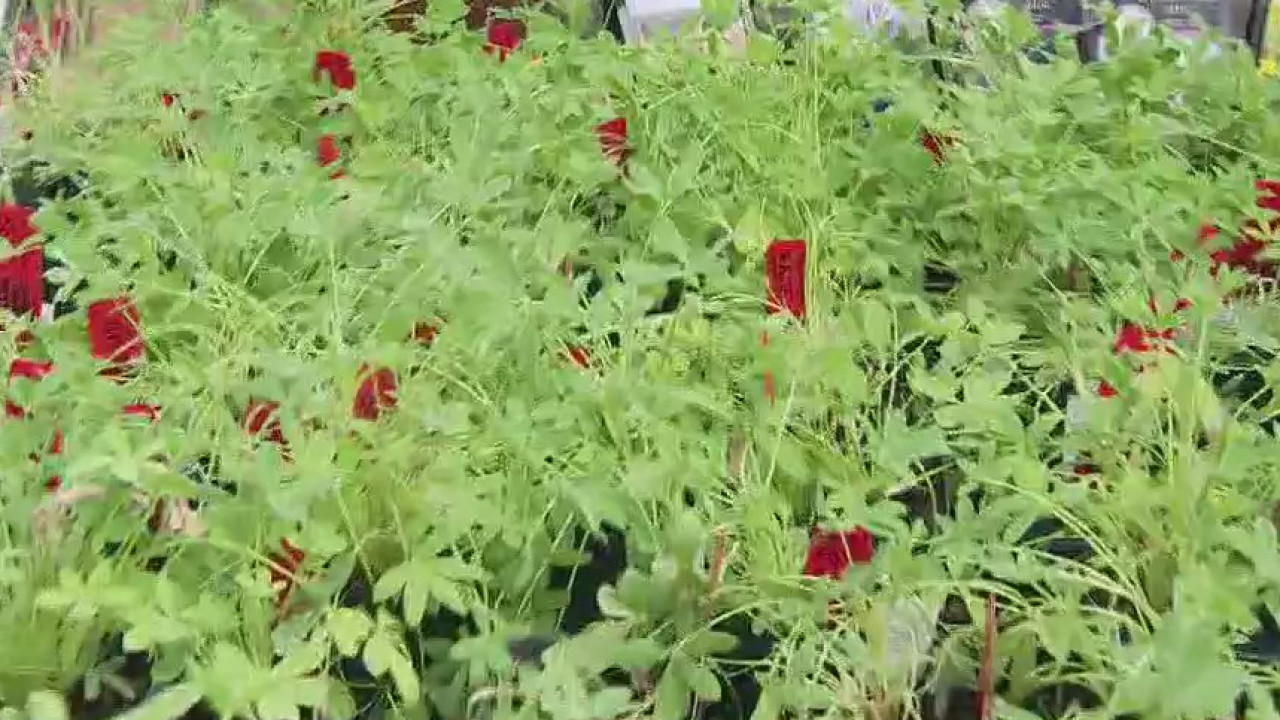 Your Garden: Wildflowers for overseeding