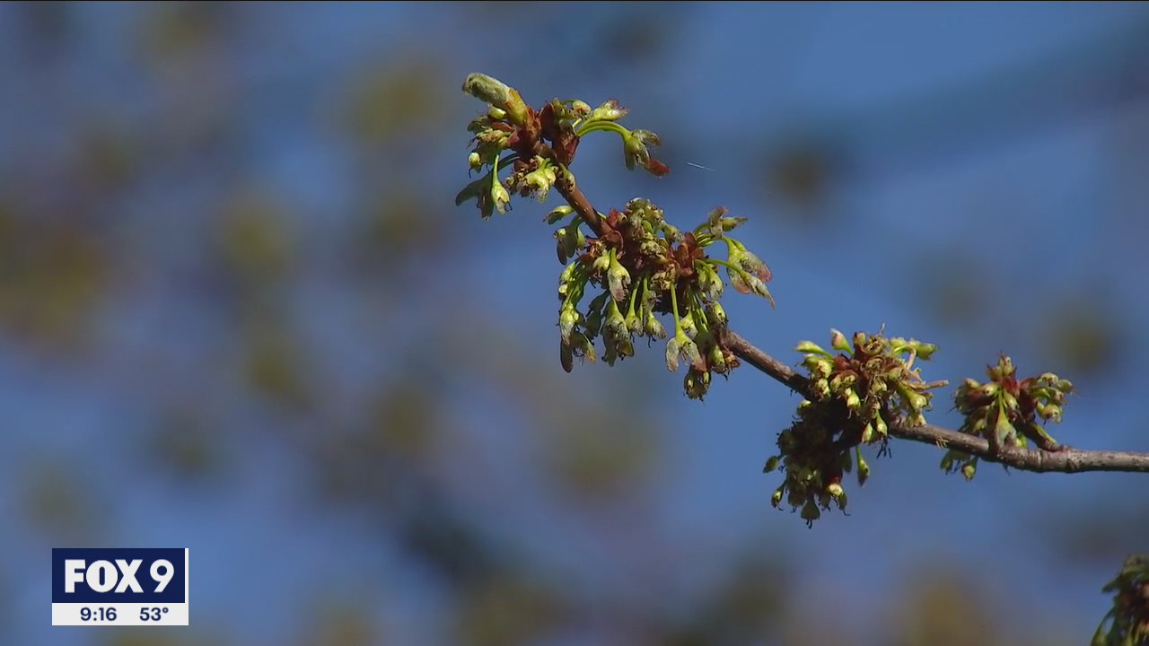 Spring allergy season hitting harder and earlier, allergists say