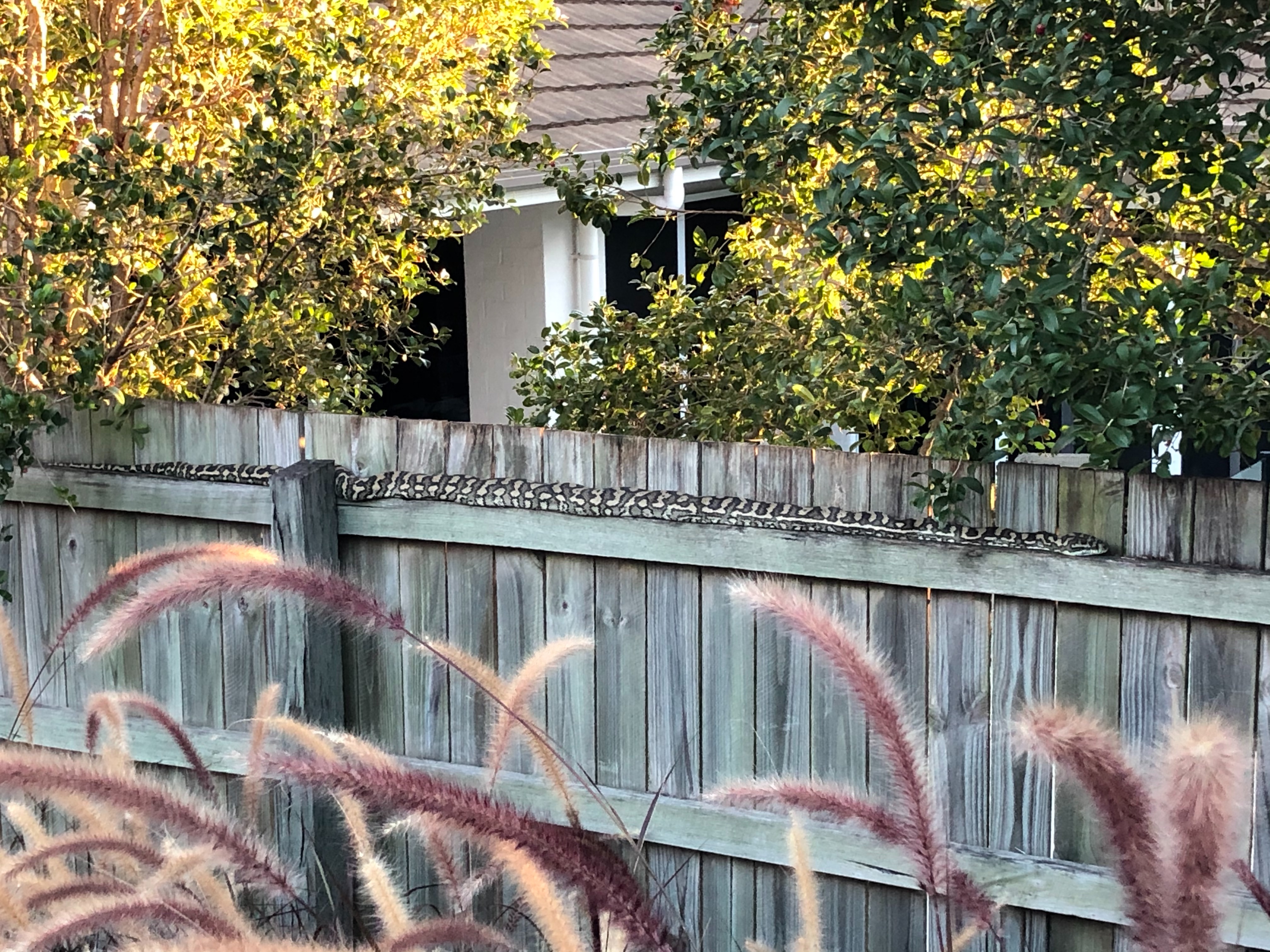 Australian woman finds python on fence