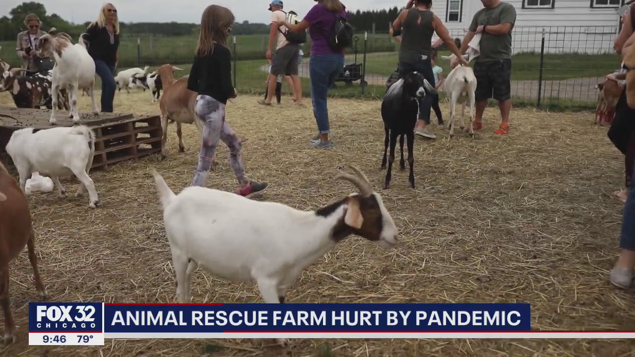 Animal rescue farm looking for donations to help care for nearly 100 animals in Grayslake