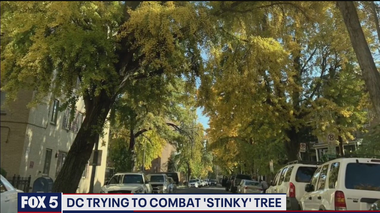 DC spraying to stem ginkgo tree stink