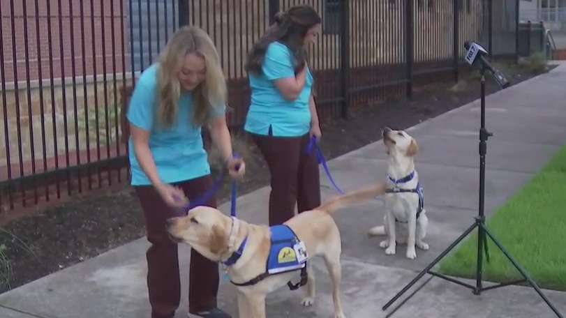 Dell Children's adds full-time medical dogs