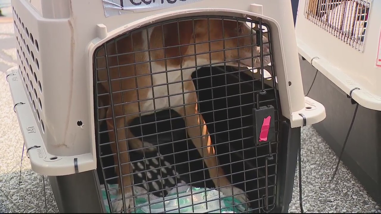 Dozens of dogs flown from Bahamas to Michigan for adoption