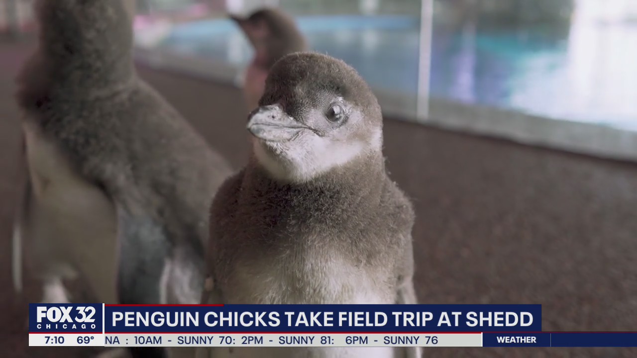 Penguin chicks take field trip at Shedd