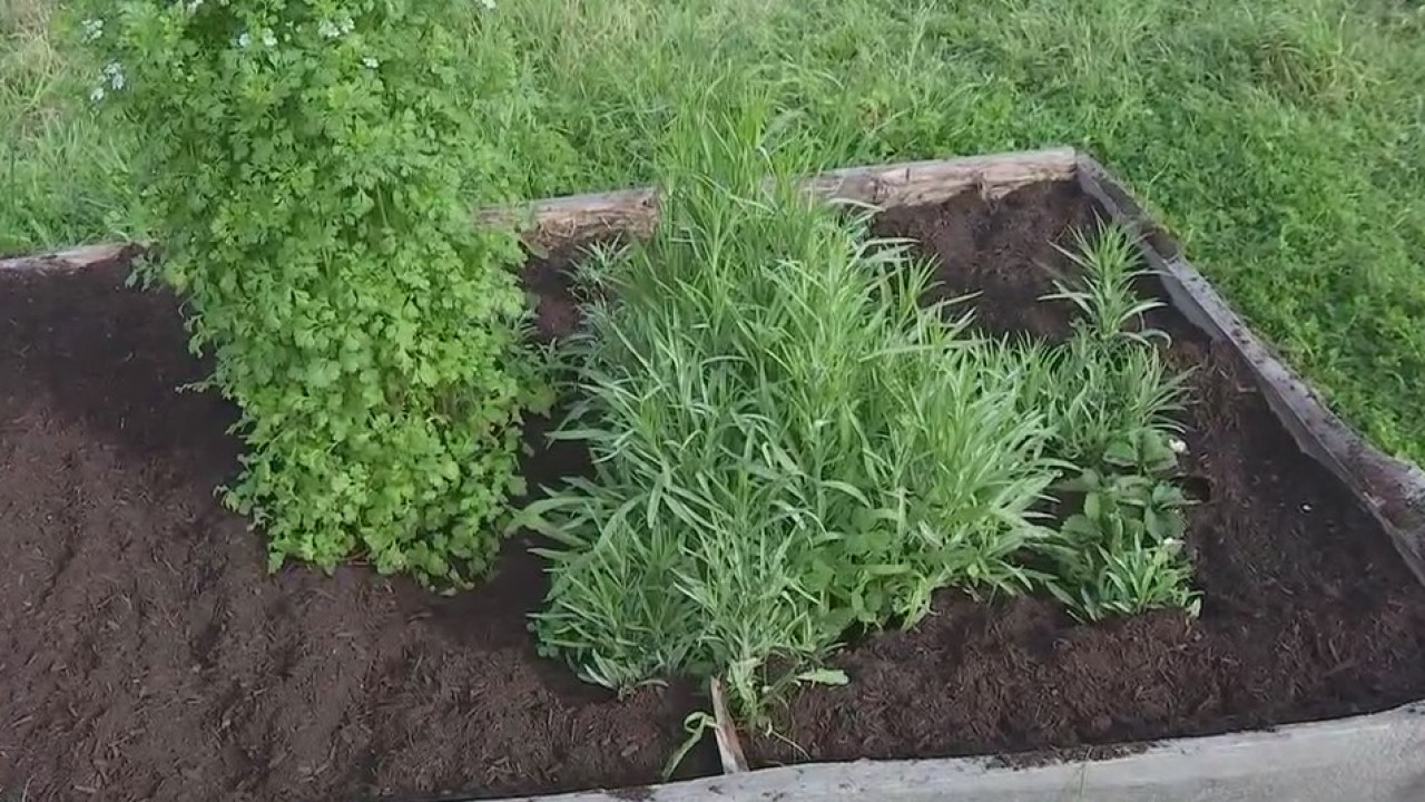 H2Grow Farm helping reconnect people with food