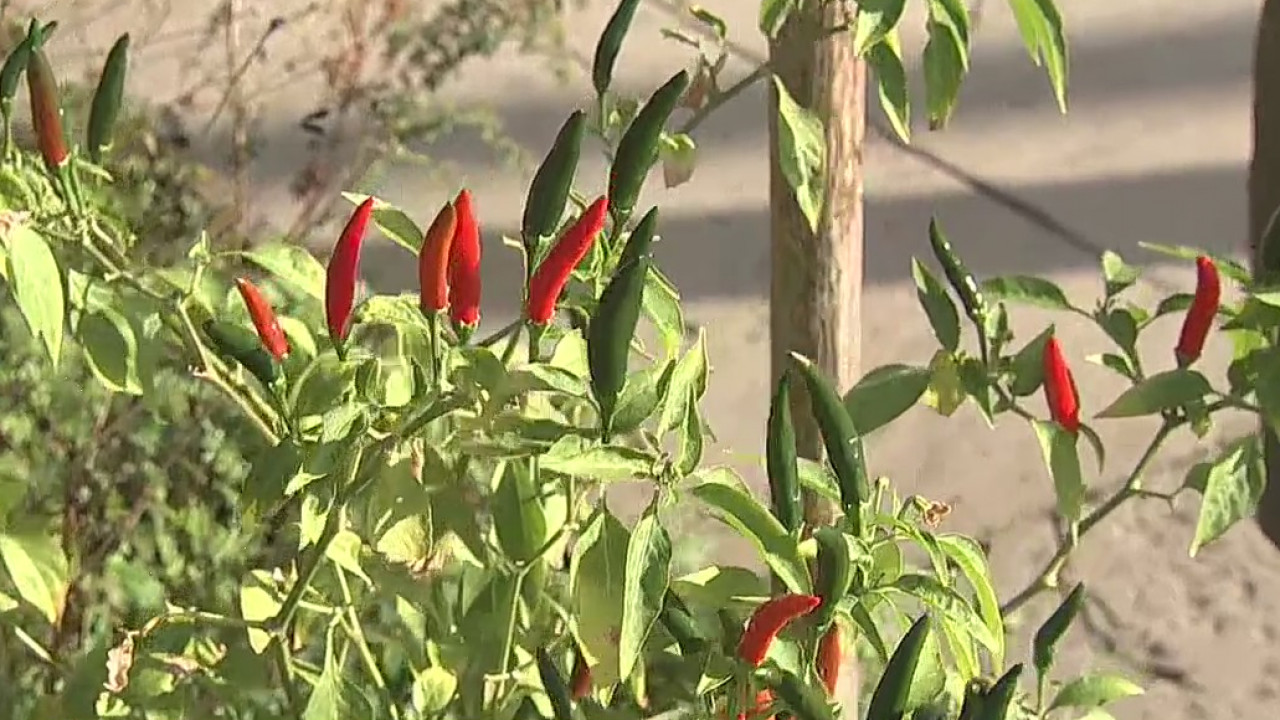 What to do with those hot peppers in your garden