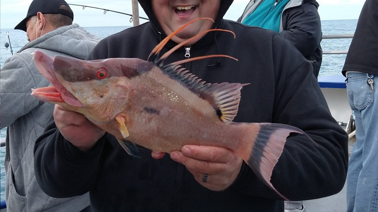 Hogfish bite is hot near shore