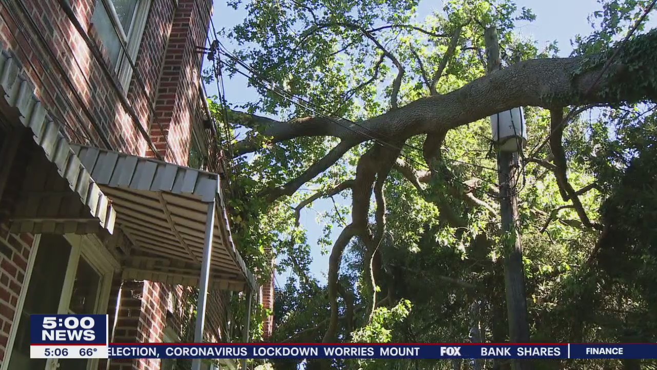 Tree hanging dangerously across power lines scares Upper Darby residents