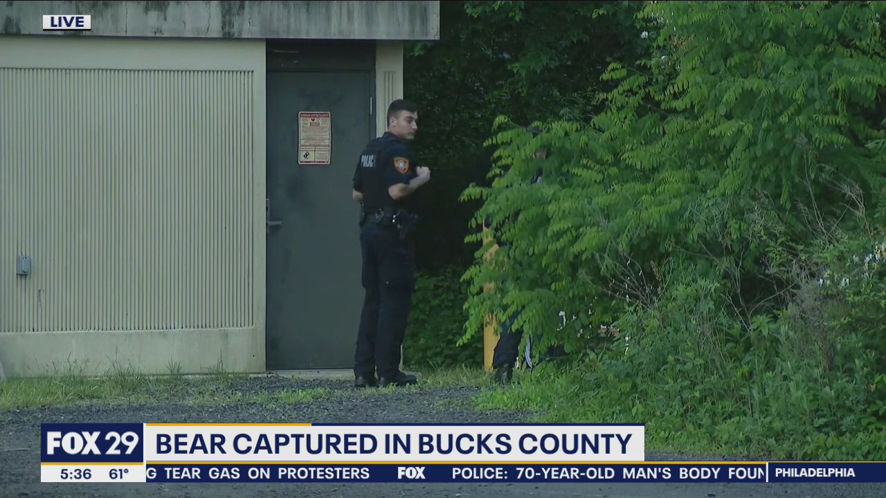 Bear captured in Bucks County
