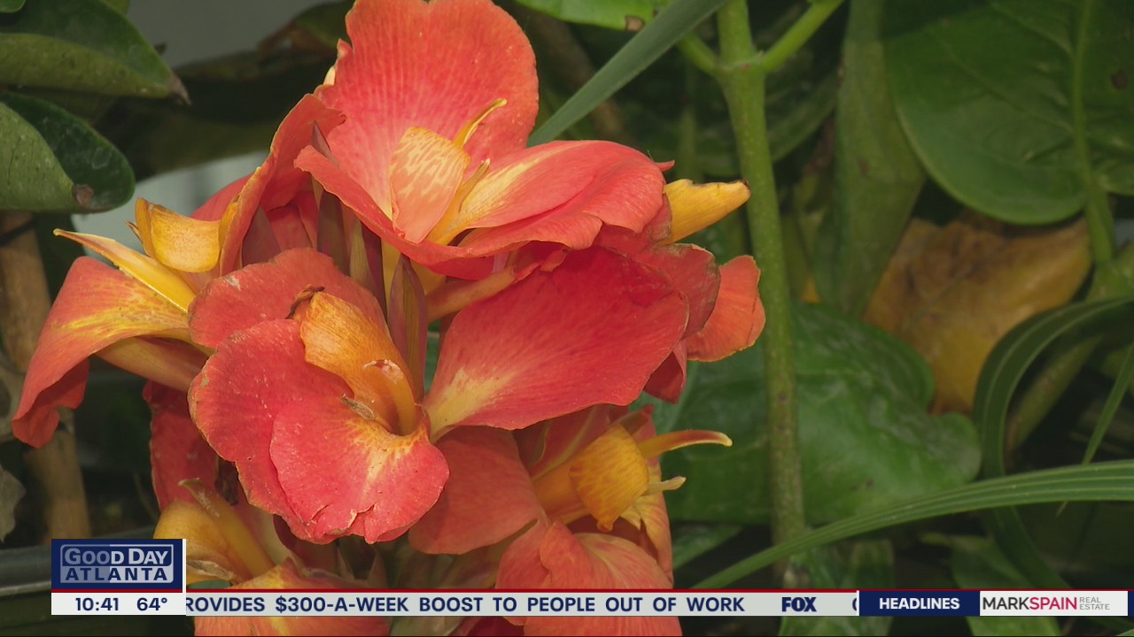 How to add some tropical flair to your garden