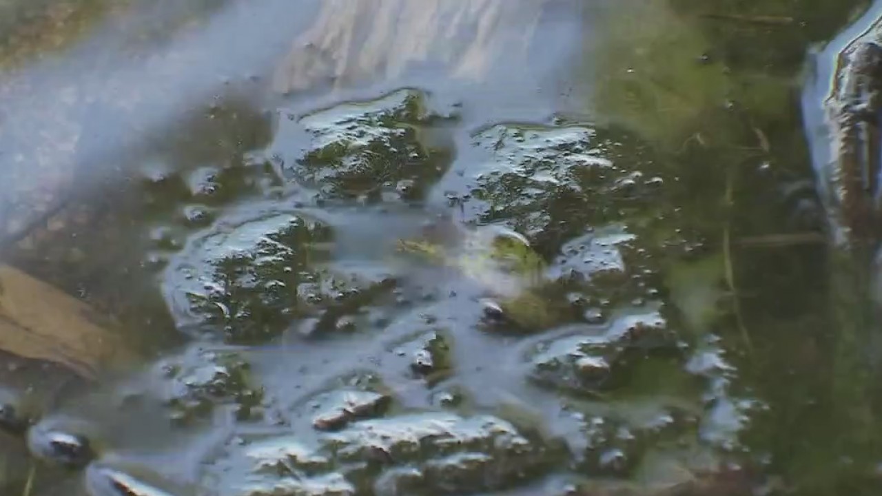 Toxins detected in algae on Lady Bird Lake