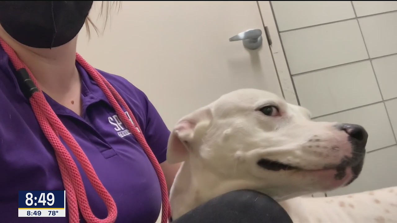 Dog of the Day: Swayze