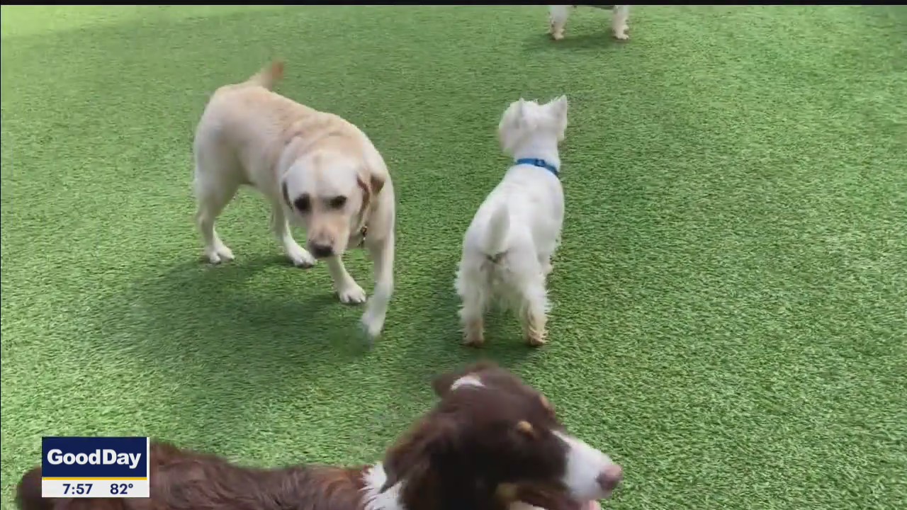 Camp Bow Wow