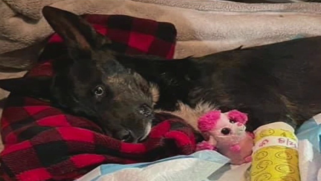 Pet owners struggling to find vet care