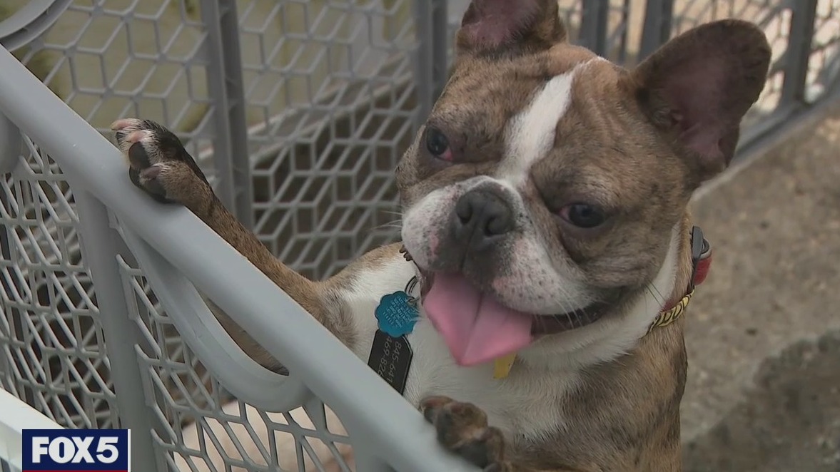 Pet shop owner charged