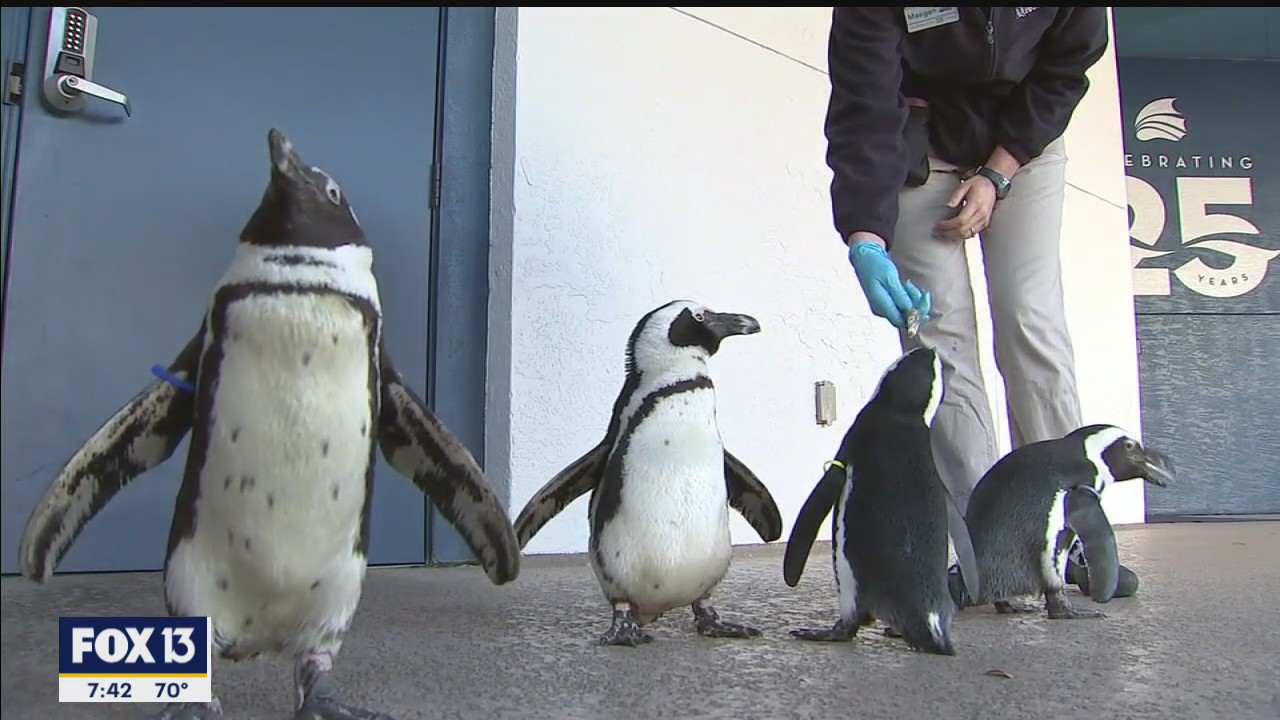 Penguin waddle