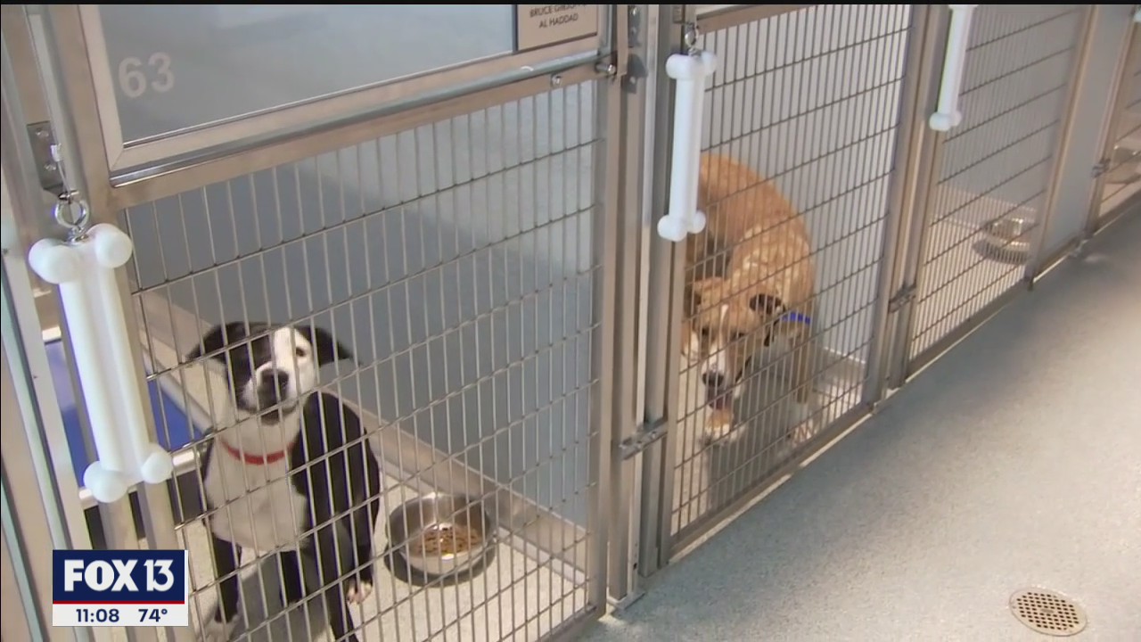 Surge in pet adoptions slowing down