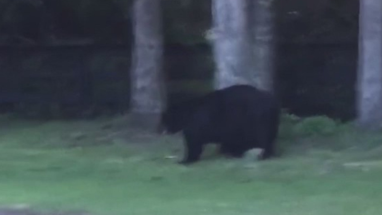 Dog killed by bear in Astor Farms subdivision