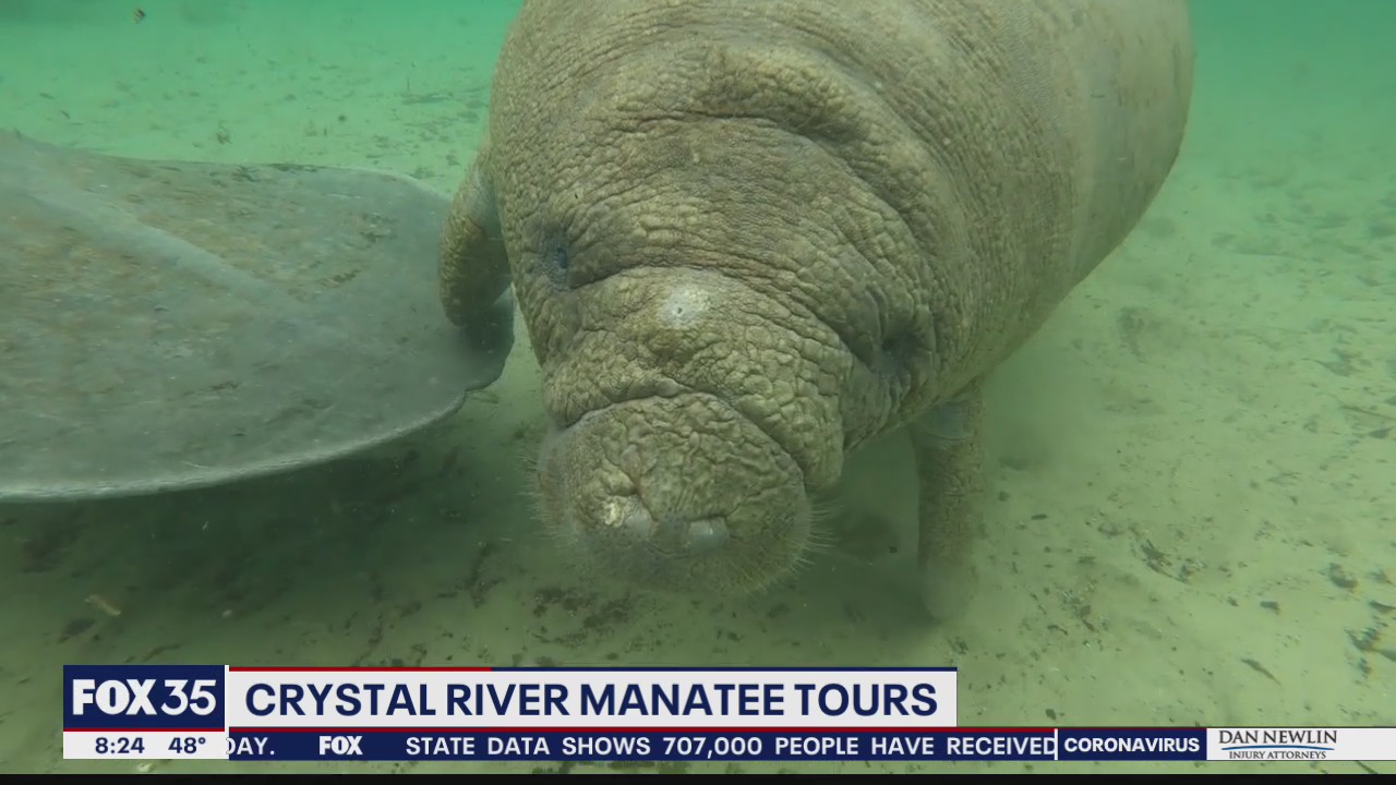 Crystal River Manatee Tours