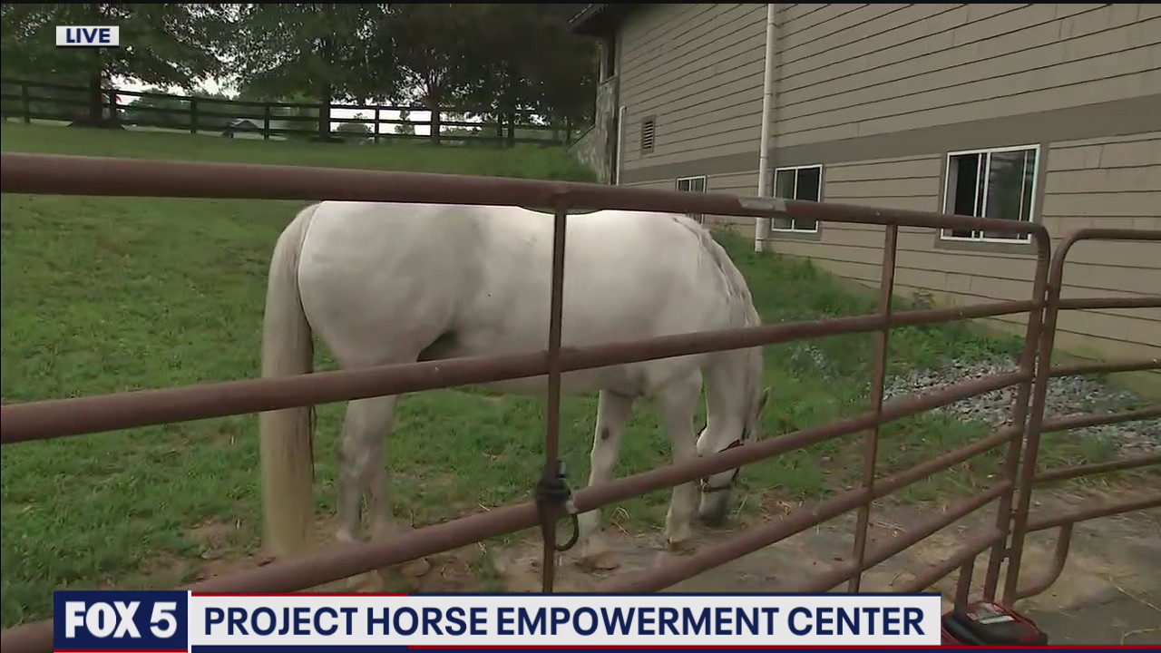Horses for mental health at Project Horse Empowerment Center
