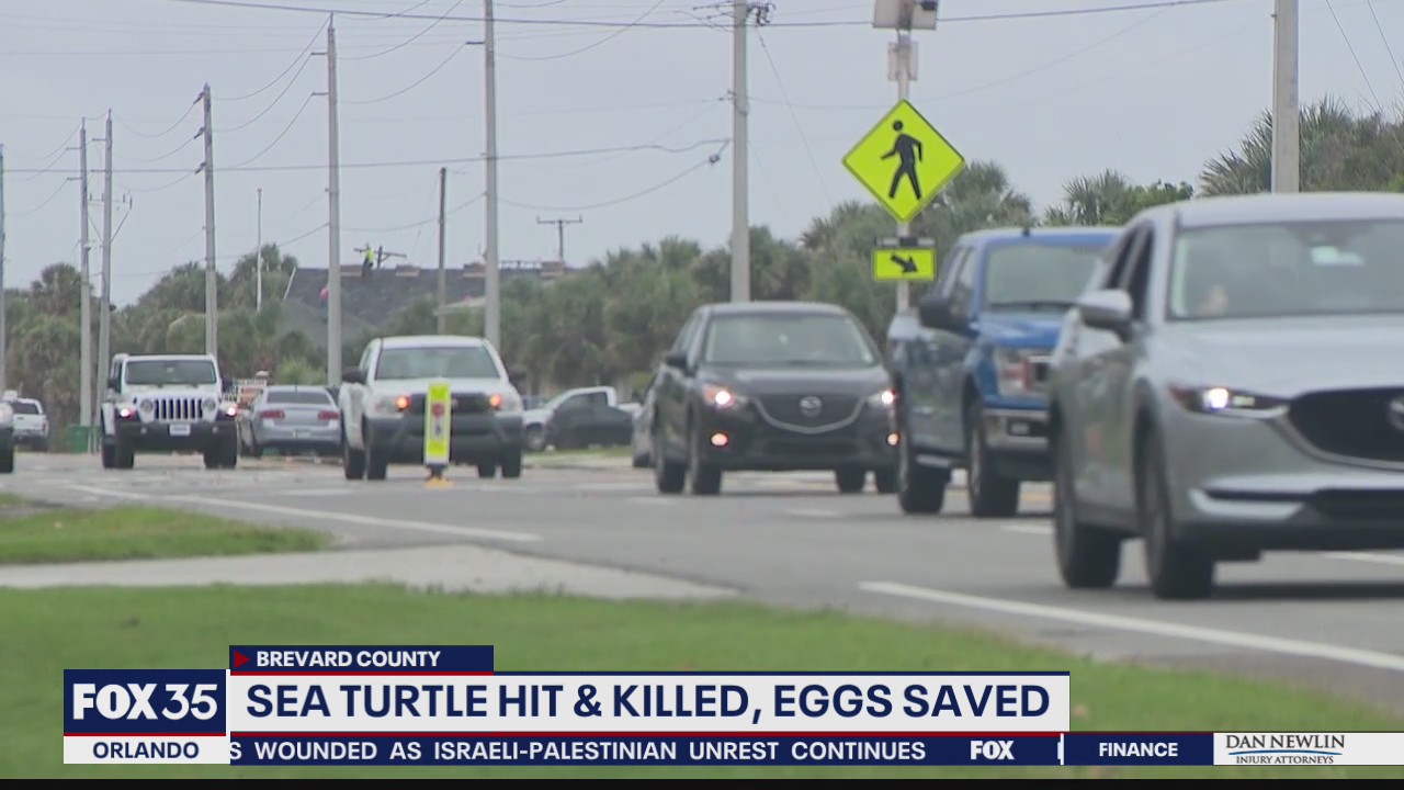 400-pound loggerhead turtle killed on Florida roadway