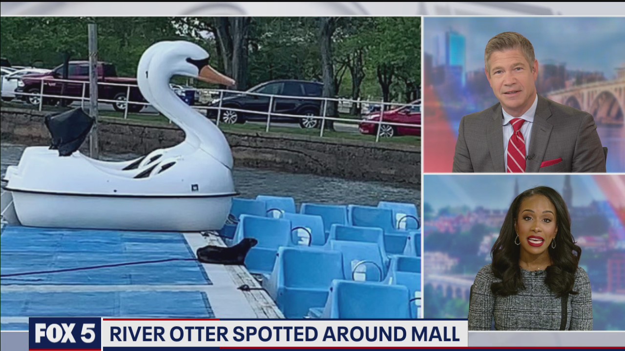 North American river otter spotted around National Mall