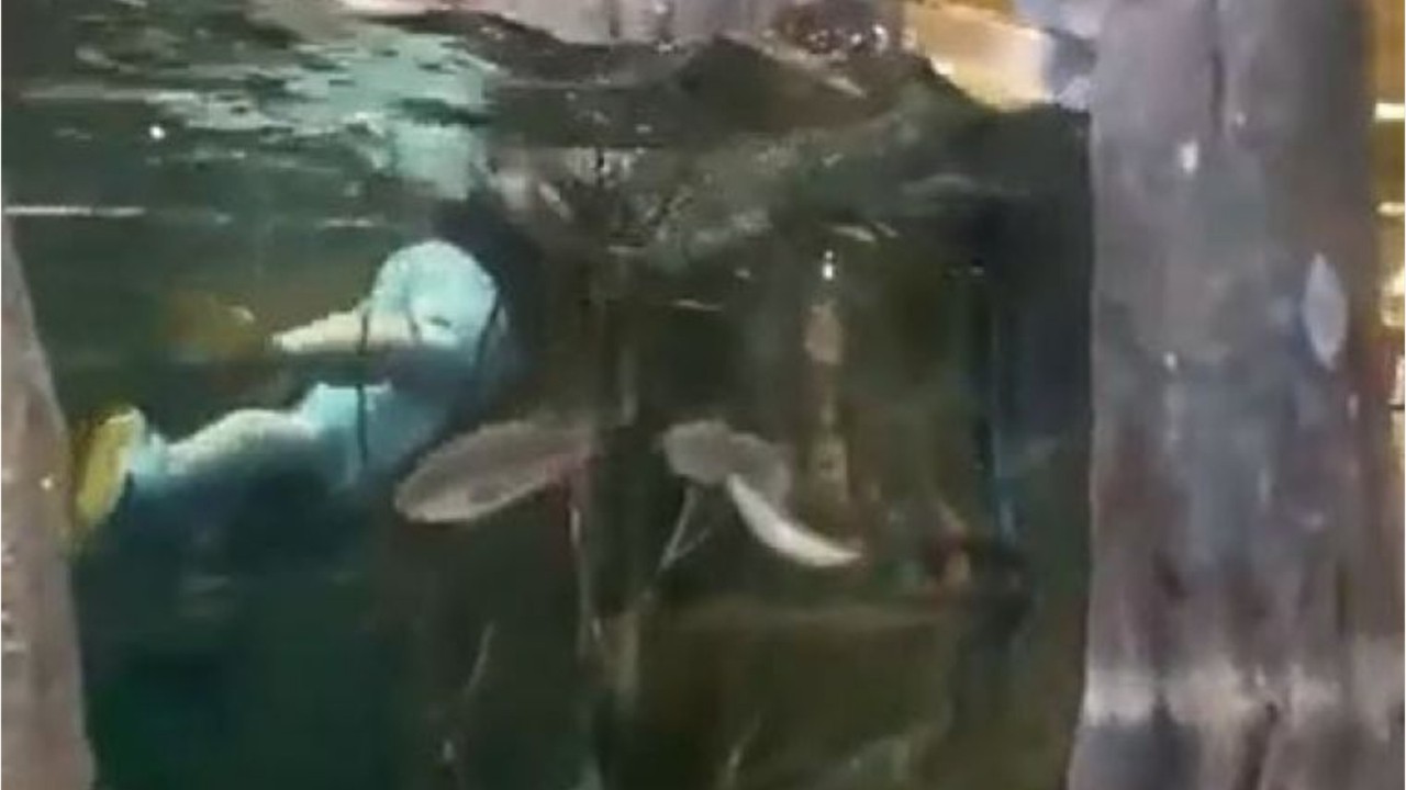 Shoppers shocked as man takes a dive in a Bass Pro Shops fish tank
