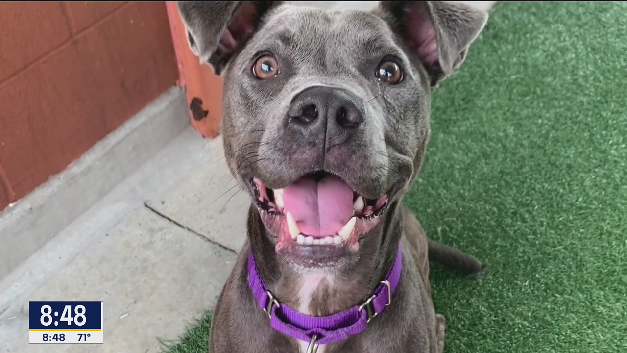Dog of the Day: Bosco