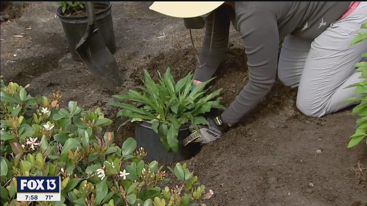 Tampa Housing Authority plants butterfly garden