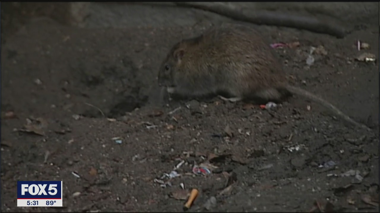 Rats on the move in NYC