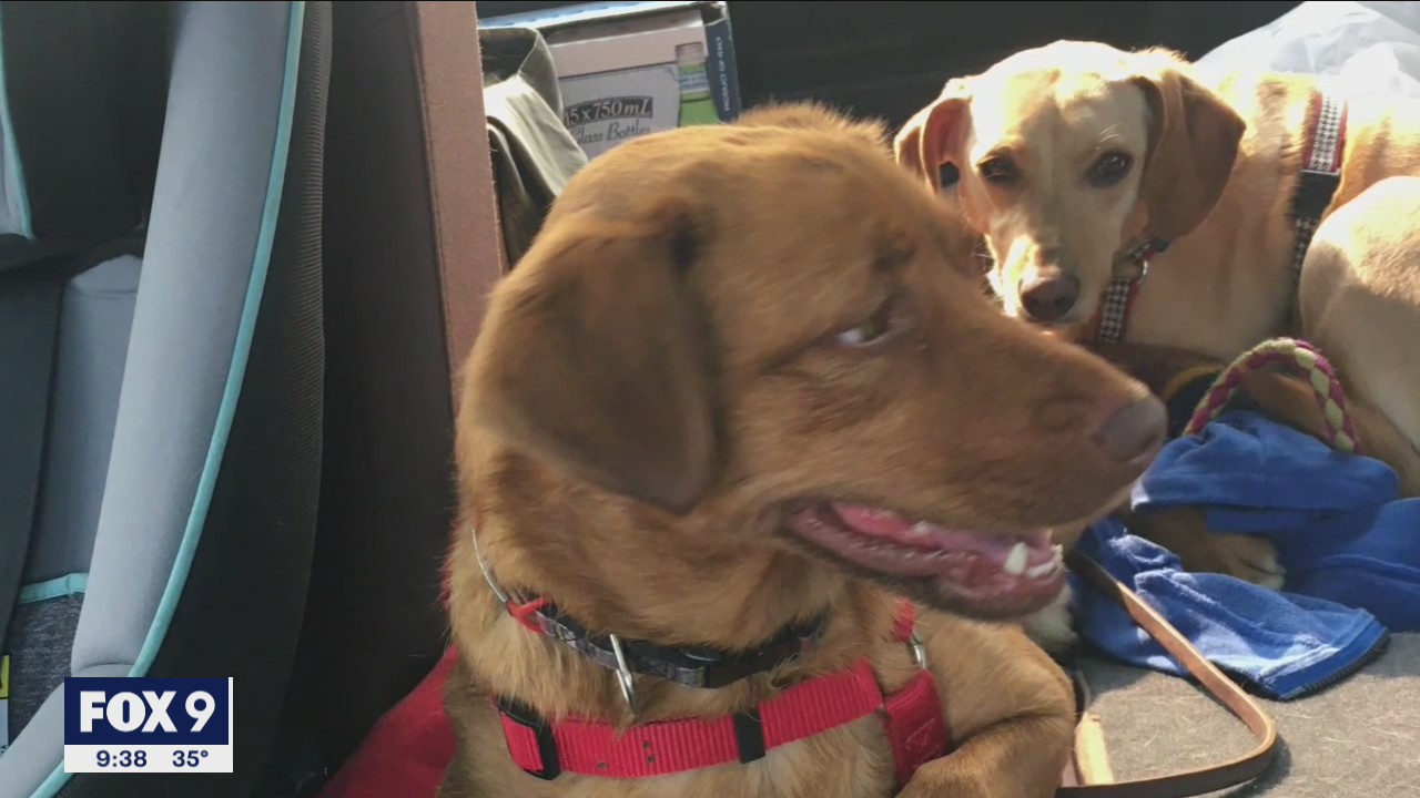 Family pleads for return of 2 dogs after SUV stolen with pets inside