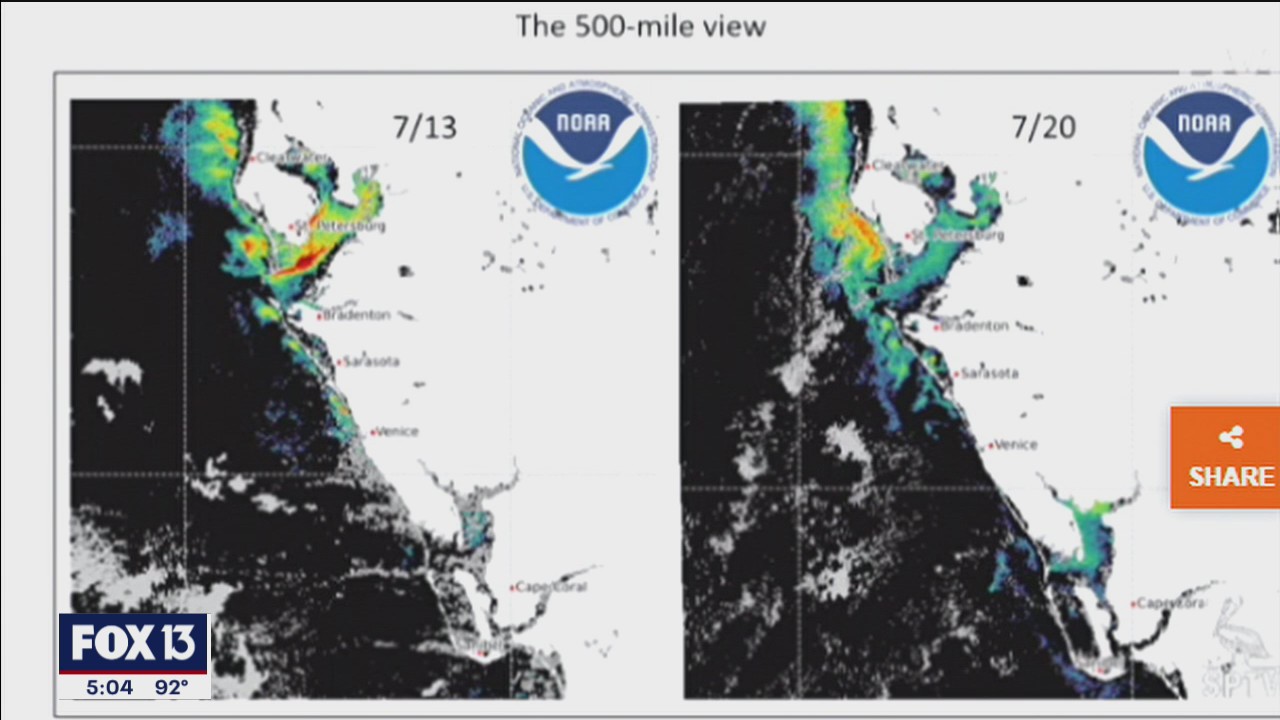 Red tide moves to beaches from bay